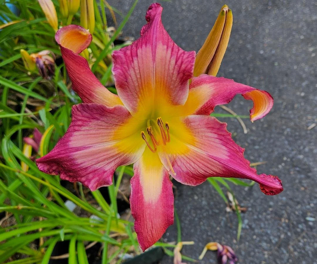 2025 Introductions — CT Daylily